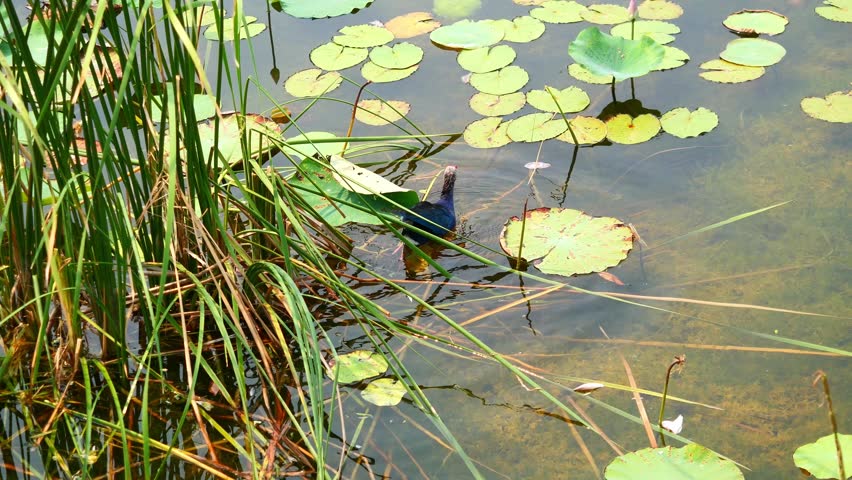 Purple Swamphen ( Porphyrio porphyrio ) walking and floating on water full of lotus leaves and plant in wetland, The blue waterbird has colorful beaks and red long legs in lake, Thailand
