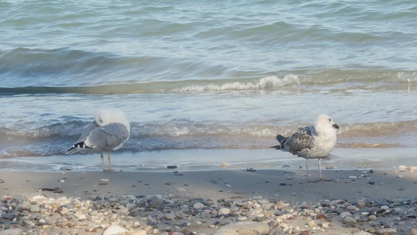 Two seagulls stand on a sandy and pebbled beach as gentle turquoise waves roll in behind them.