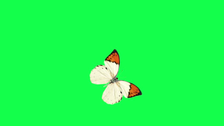 flying white butterfly on a green background