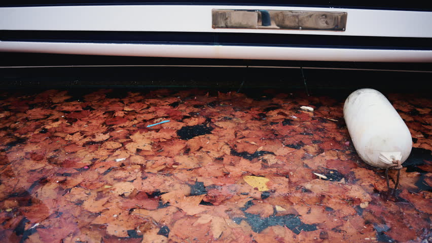 Close up of brown autumn leaves floating on still water next to the side of a moored boat