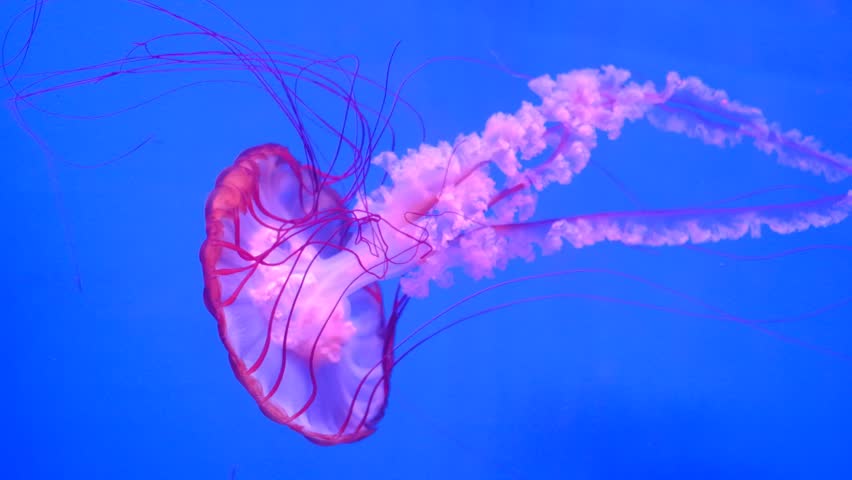 A jellyfish is swimming in the ocean with pink and white stripes. The jellyfish is surrounded by a blue ocean