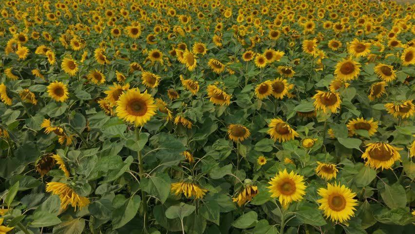 Bright sunflowers field under clear sky