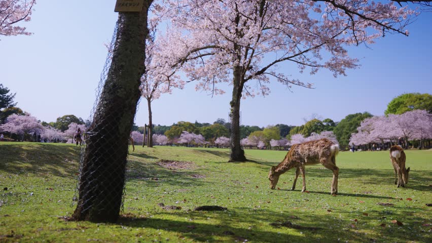 Nara Deer Park in Spring, Wild Deer with Pink Sakura in Background, Japan