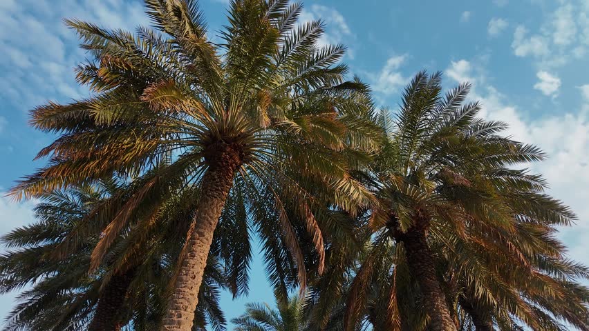Walking through Palm Trees - Doha, Qatar
