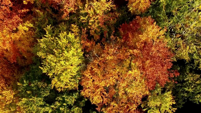 Beautiful autumn forest from above at sunset Countryside Autumn Forest. Fall Orange Green leaves