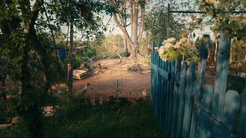 White goose wanders through a rural backyard garden near a blue picket fence during golden hour. Wide slow-motion shot with slight camera movement.