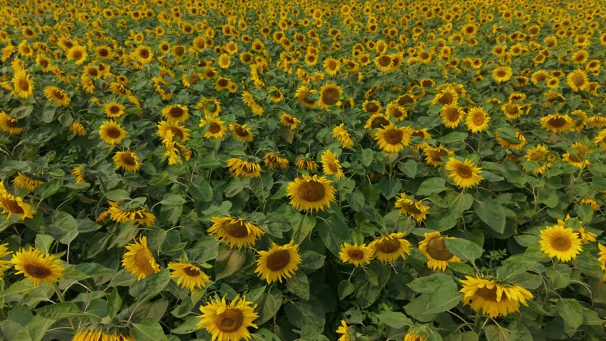 Sunflowers field with bright yellow blooms