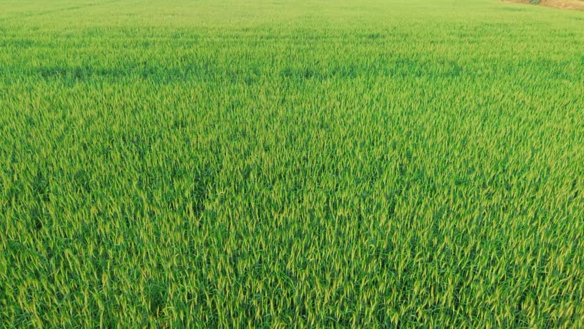 Lush green field of tall grass under clear sky