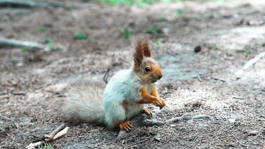A squirrel in the city botanical garden. Spring, flowering.