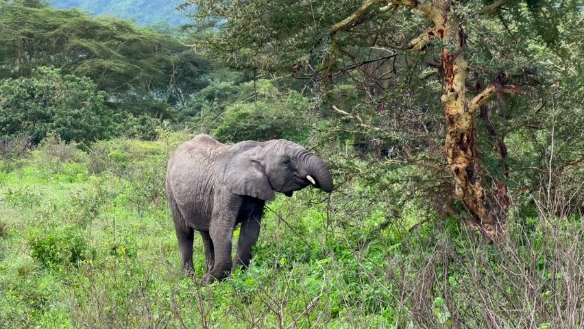 African bush elephant (Loxodonta africana) trying to find something to eat in Ngorongoro Crater. Tanzania.