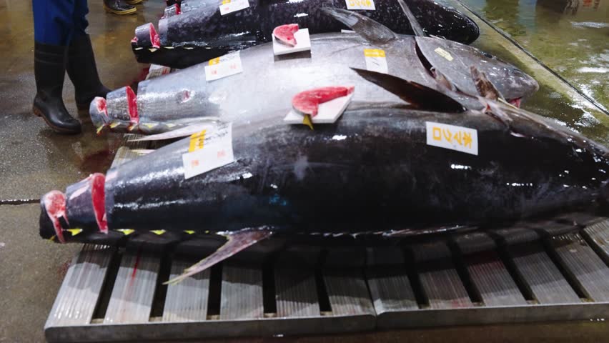 Giant Blue Fin Tuna at Fish Market in Japan, 4am Tuna Auction 4k