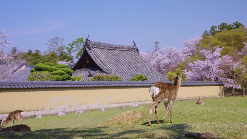 Nara Koen, Deer in Park with Temples, Spring in Japan with Sakura