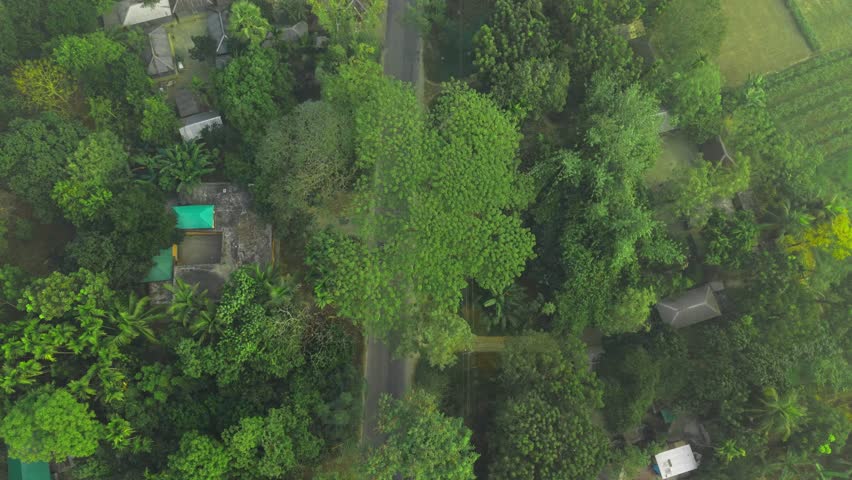 Aerial view of rural houses surrounded by greenery