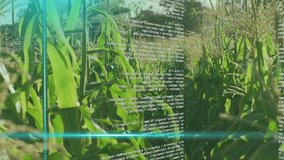 Camera panning along corn row, teal dot starting scan, code wrapping, fading, revealing sunlit rows. Field, stalks, tassels, sunlight, rural, path, glitch - Powered by Shutterstock - Get 15% off with code: PIKWIZARD15