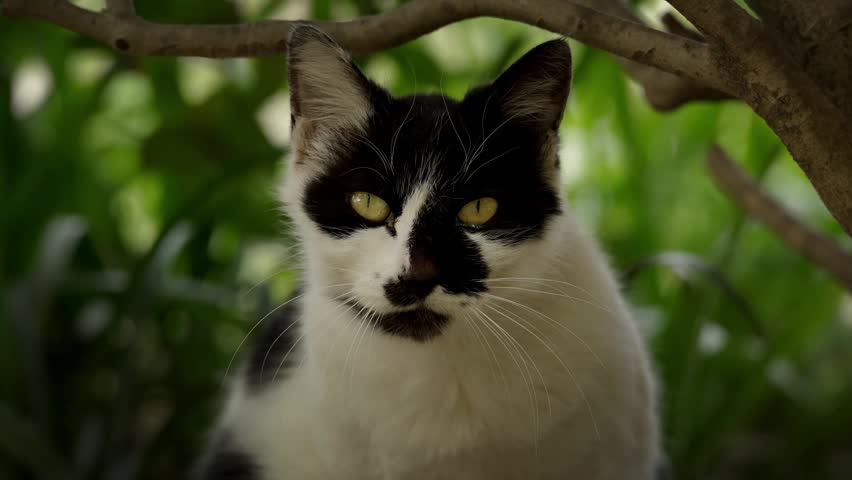 Close-up headshot of a stray bicolor feline looking off to the side
