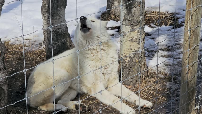 White wolf howls behind a fence in a snowy enclosure, capturing a striking winter wildlife moment with thick fur, bare trees, and cold outdoor habitat.