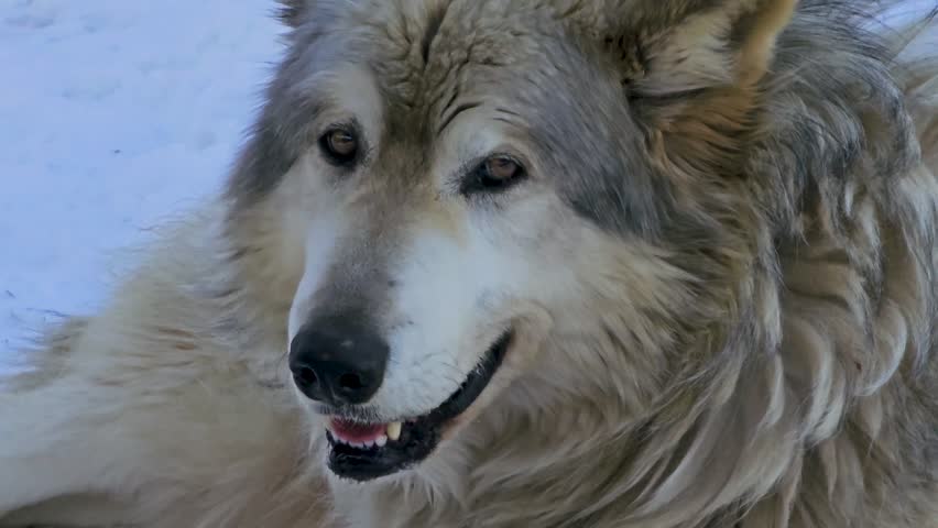 Gray and white wolf closeup resting in the snow, capturing a calm winter wildlife portrait with thick fur, relaxed expression, and cold outdoor surroundings in natural daylight.