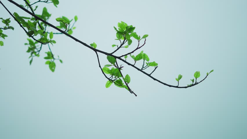 4K Closeup shot of a tree branch with green leaves in front of fog during the rain in monsoon season as seen in Sahyadri hills near Pune in Maharashtra, India. Monsoon in the western ghats.
