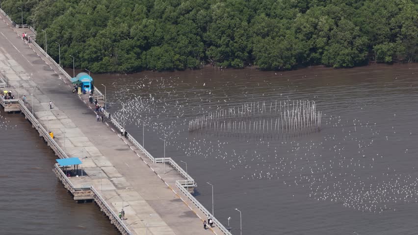 Aerial view of seagulls flying over the sea and a coastal bridge