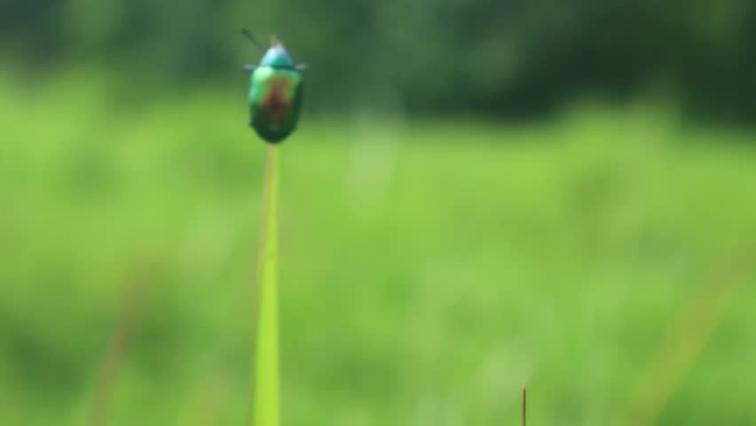 Macro shot of a shiny metallic green jewel beetle perched on the tip of a blade of grass in a sunny meadow.