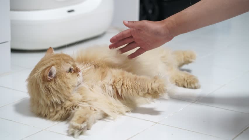 Fluffy orange cat with soft fur lying white tile floor, playful domestic feline pet enjoying gentle human interaction, relaxed and content animal, cozy affectionate moment, furry whiskers, paw
