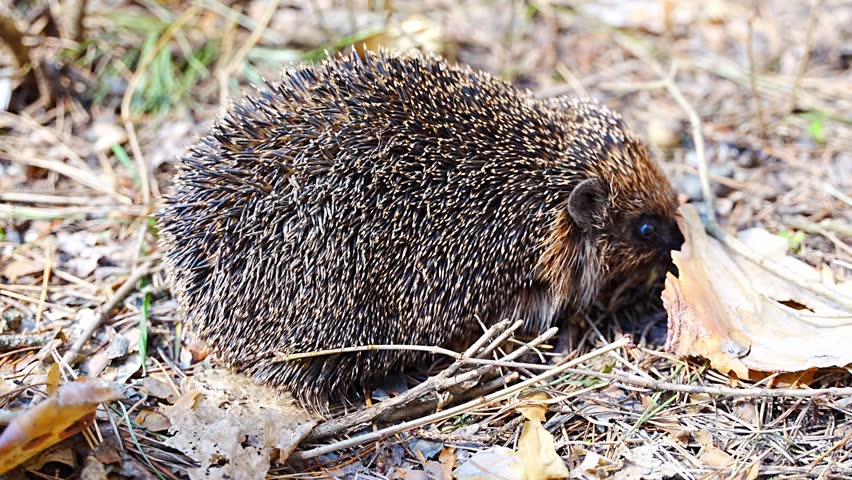 Hedgehog waking up after hibernation in early spring nature.