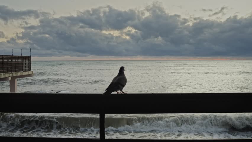 Calm pigeon surveys tumultuous sea under muted pastel sky