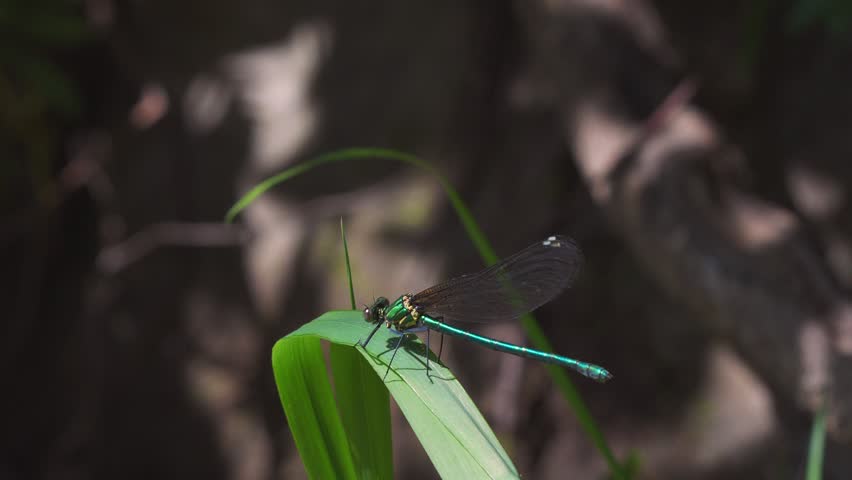 Springtime fields and mountains: A damselfly perches on grass swaying in the wind. 02