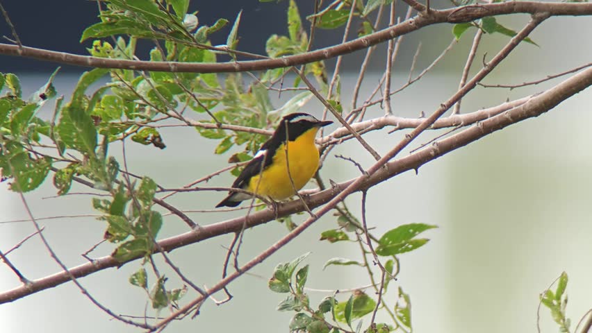 A striking wild male Yellow-rumped Flycatcher bird with vibrant yellow and black plumage perched on a leafy tree branch.