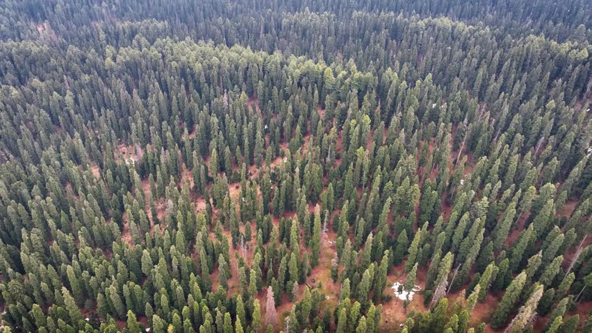 Aerial Birds eye shot of dense green pine forest in Gulmarg. Mesmerizing top-down aerial drone footage directly over a dense, green pine forest on the road to Gulmarg, Jammu and Kashmir.