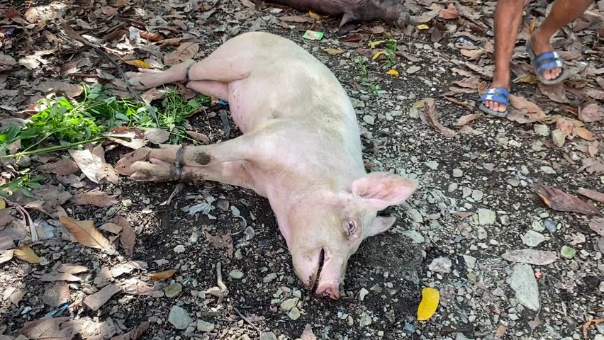 A white pig lying exhausted on the ground with tied legs, prepared for transport or a traditional event in a rural village