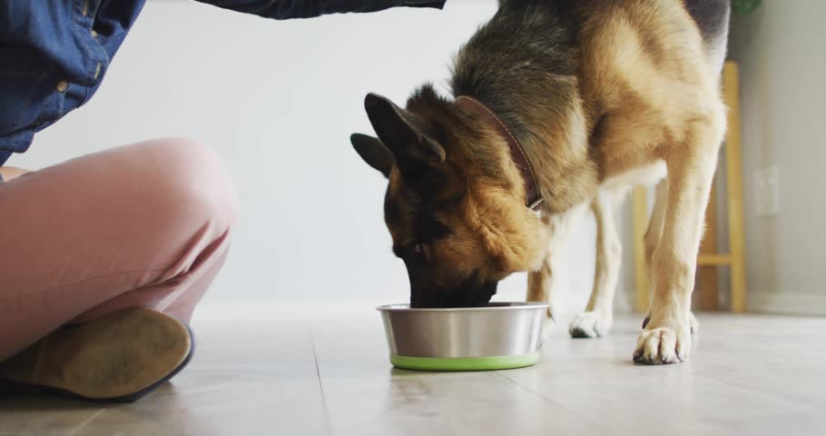 Woman reaching to pet dog eating at steel bowl after blue light streaks sweeping, showing pet-care. Canine, companion, home, interior, lifestyle, lensflare, lowangle