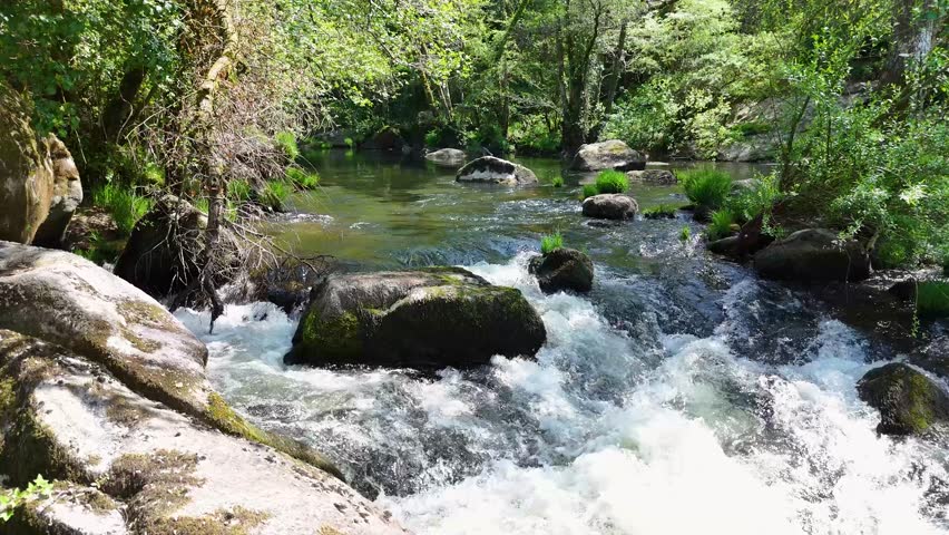 Idyllic mountain stream flowing through a lush green forest. Clear water cascades over mossy rocks, creating small rapids and waterfalls