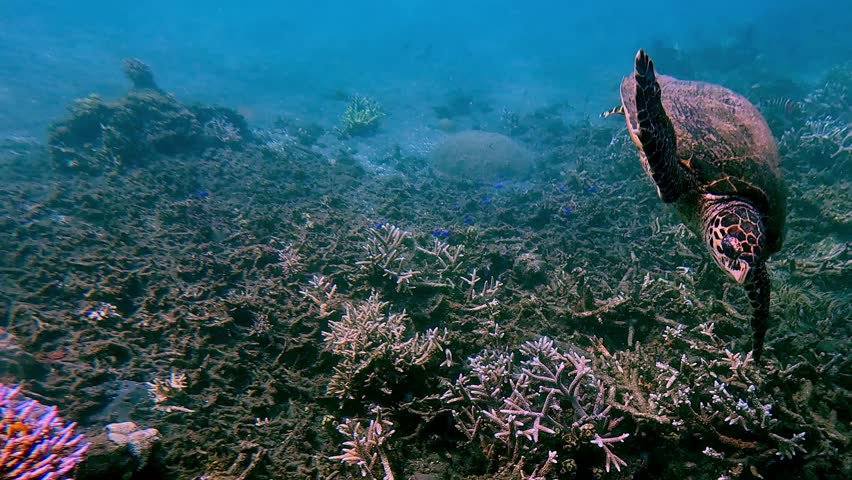 Tracking the movement of a critically endangered juvenile hawksbill sea turtle swimming along the sea floor, long dolly out to reveal the full depth and expanse of the reef. Dauin, Philippines