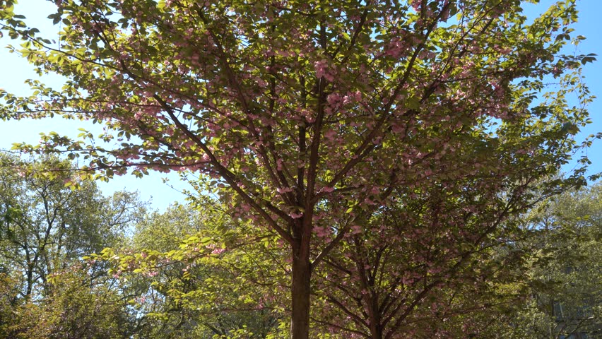 Profusely Flowering Cherry Tree in The Spring City Park.