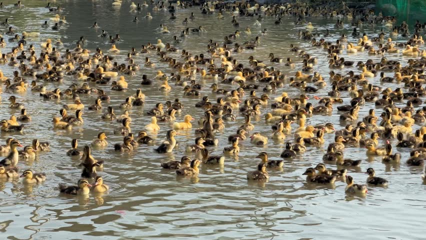 A large group of ducklings swims together across the surface of a farm pond while moving through shallow water in a rural environment. Poultry growth.