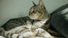 Gray tabby cat resting comfortably on soft blanket indoors - Powered by Shutterstock - Get 15% off with code: PIKWIZARD15