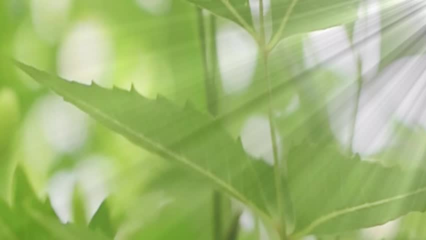 Sun Rays Through Trees with Green Leaves Moving in Breeze