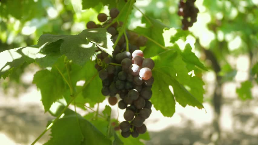 Fresh purple grapes growing on green leafy vine in sunlight