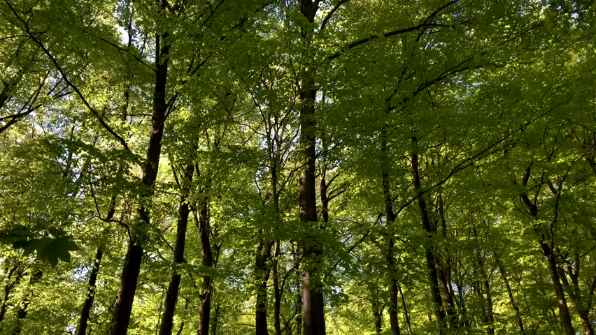 Trees with green lush foliage and leaves in a forest, tree trunks and branches, natural wilderness on a sunny day in spring