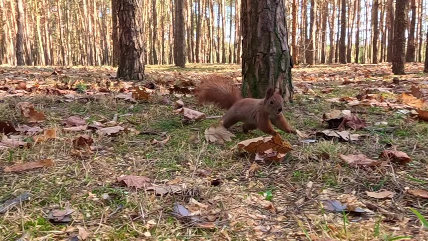 Red squirrel in a sunlit pine forest runs toward a stump with nuts climbs onto the wood sniffs and feeds then pauses alert with raised tail, showing curious foraging.