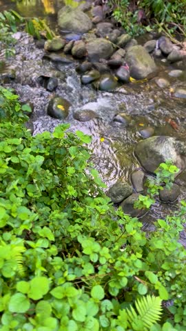 Small stream flowing over rocks with clear water and green plants along riverbank showing natural movement in outdoor setting