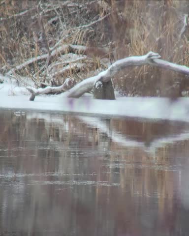 Snow Covered Fallen Tree in Winter Wetland Habitat