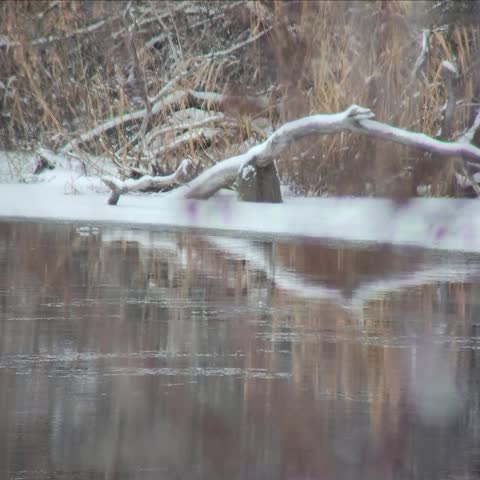 Snow Covered Fallen Tree in Winter Wetland Habitat