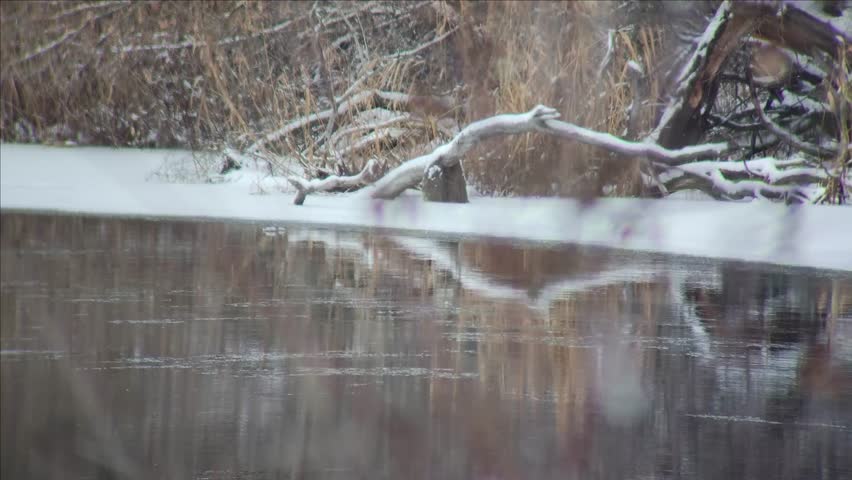 Snow Covered Fallen Tree in Winter Wetland Habitat