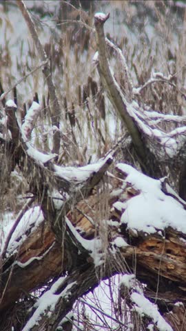 Snow Covered Fallen Tree in Winter Wetland Habitat