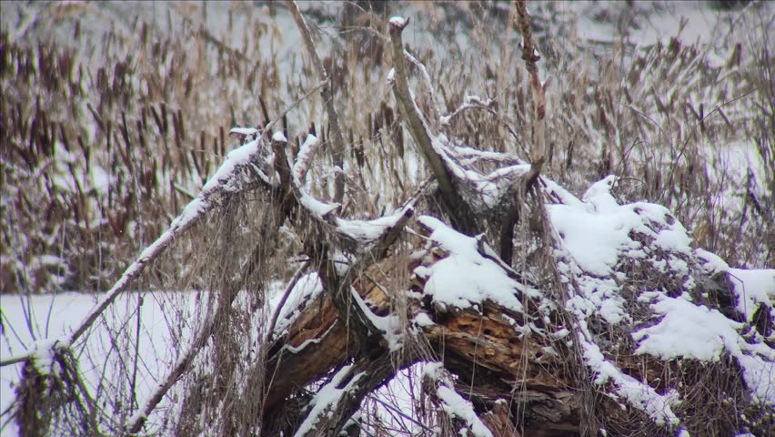 Snow Covered Fallen Tree in Winter Wetland Habitat