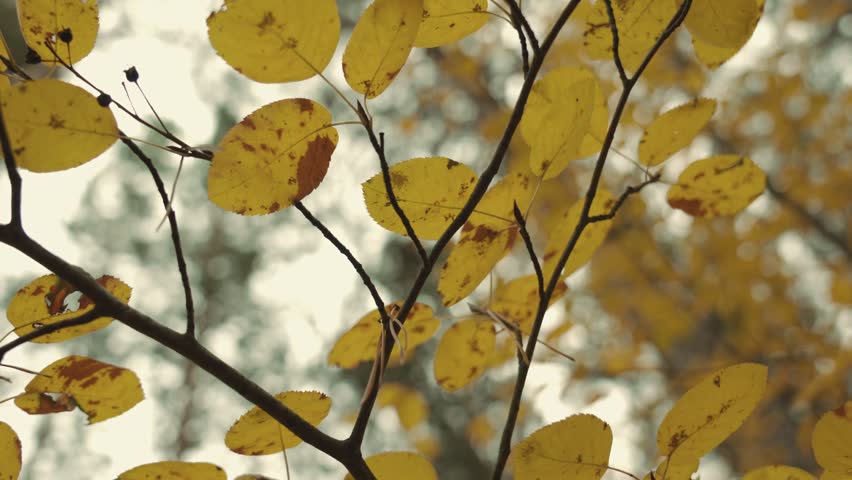 Beautiful yellow textured leaves in an autumn park that sway slowly in the wind