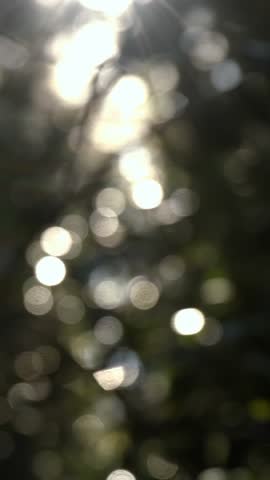 Wind blowing through the trees at the park