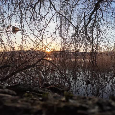Sunset Through Reeds and Bare Branches Over Wetland Water